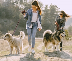 Kutyasétáltatás 2 malamut a gaziaikkal